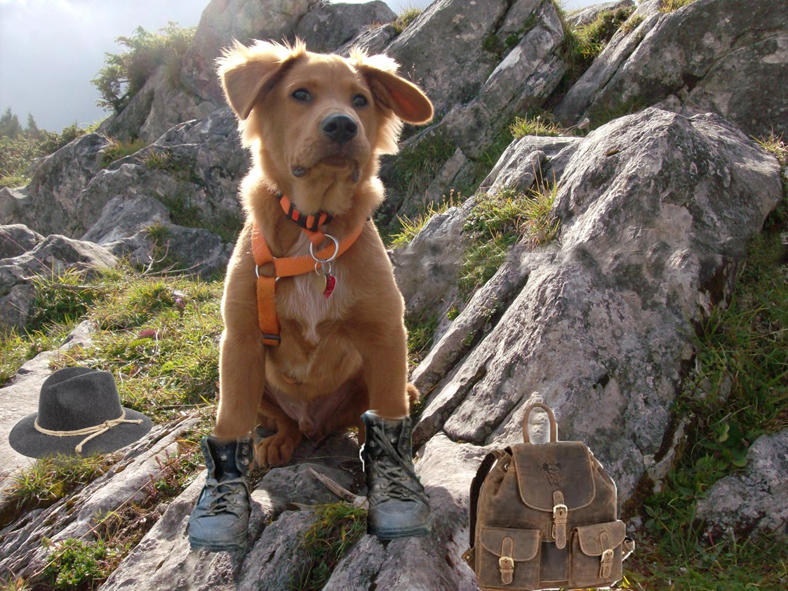 Urlaub-mit-Hund: Tierischer Urlaubsspaß - Feriendorf Hohentauern