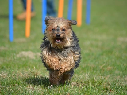 Hundehotel - WLAN - Berchtesgaden - Agilityplatz - Chaletdorf ZellerSee
