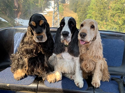Hundehotel - WLAN - Berchtesgaden - in der Gondel - Chaletdorf ZellerSee