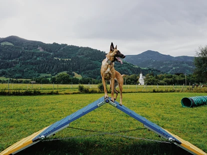 Hundehotel - WLAN - Berchtesgaden - Hundewiese - Chaletdorf ZellerSee