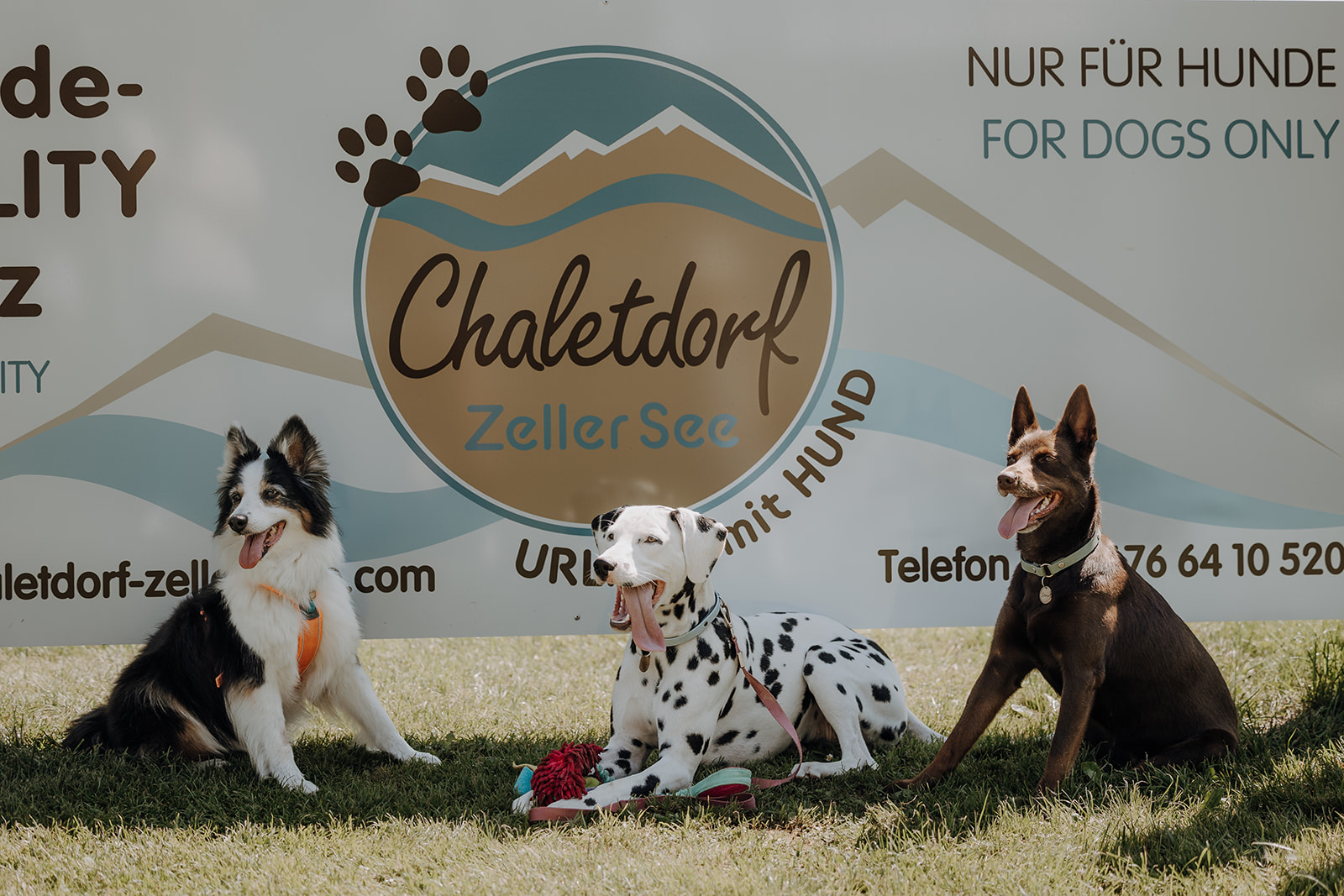 Urlaub-mit-Hund: Chaletdorf ZellerSee