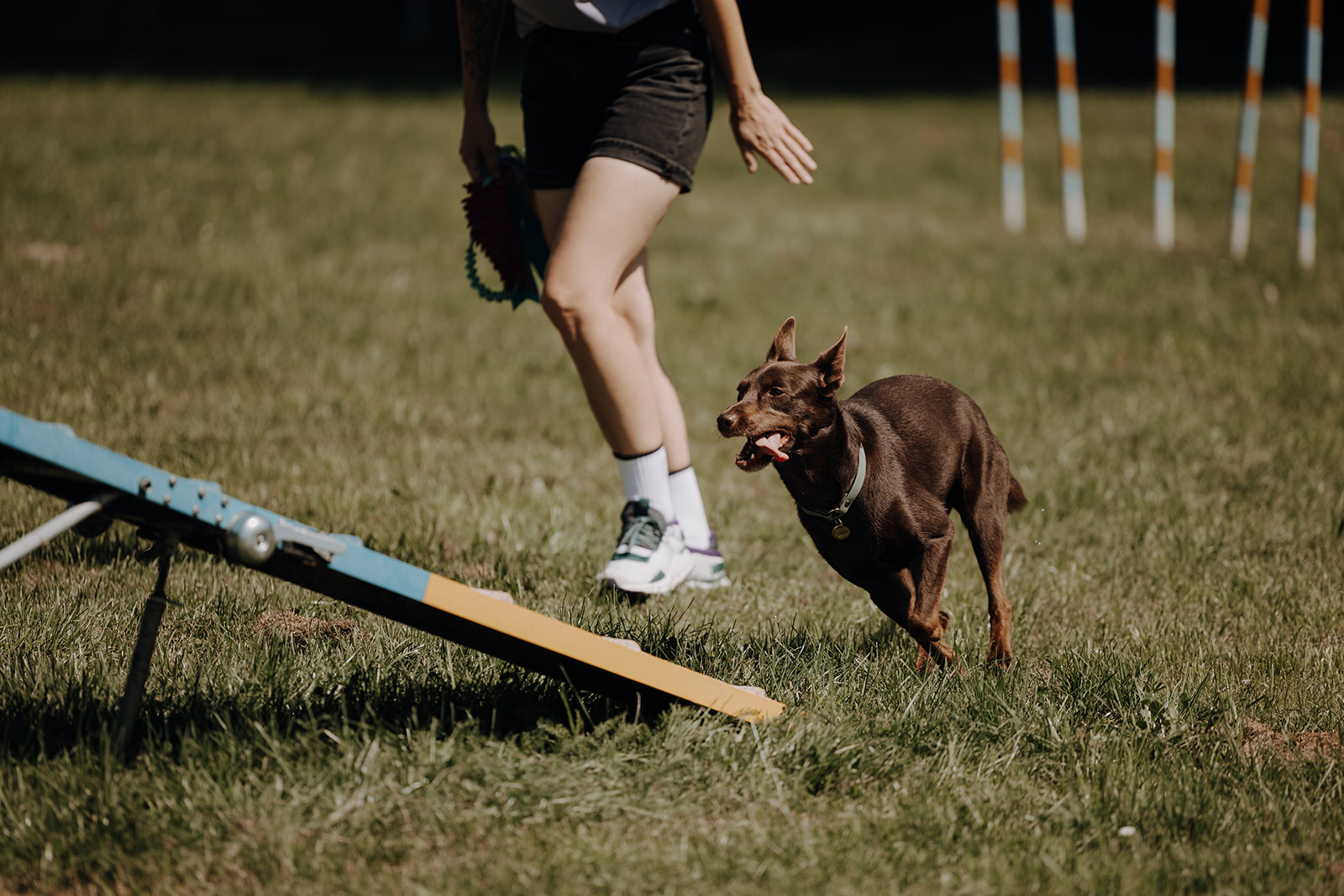 Urlaub-mit-Hund: Chaletdorf ZellerSee