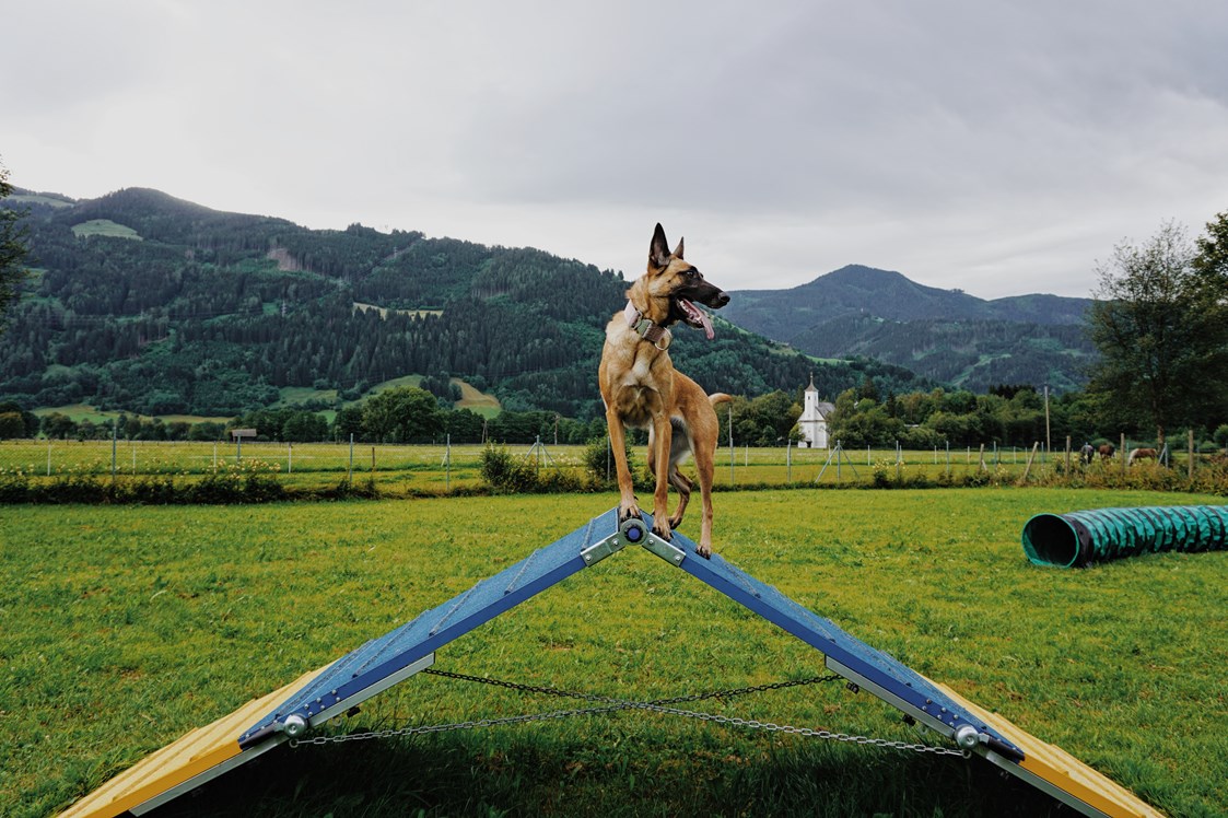 Urlaub-mit-Hund: Hundewiese - Feriendorf Oberreit