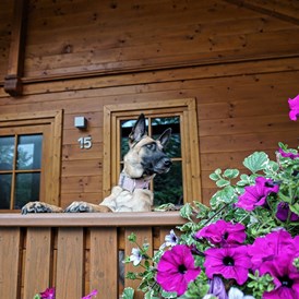 Urlaub-mit-Hund: vor dem Haus - Feriendorf Oberreit
