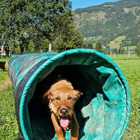 Urlaub-mit-Hund: Hundewiese - Feriendorf Oberreit