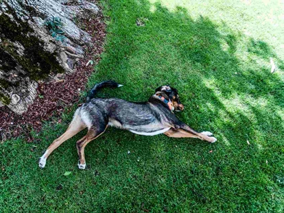 Hundehotel - Pools: Schwimmteich - Alpenhotel Tyrol - 4* Adults Only Hotel am Achensee