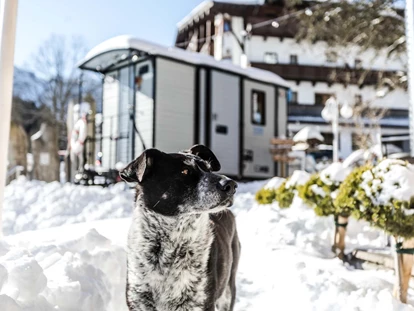 Hundehotel - Pools: Schwimmteich - Alpenhotel Tyrol - 4* Adults Only Hotel am Achensee