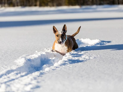 Hundehotel - Pools: Schwimmteich - Alpenhotel Tyrol - 4* Adults Only Hotel am Achensee
