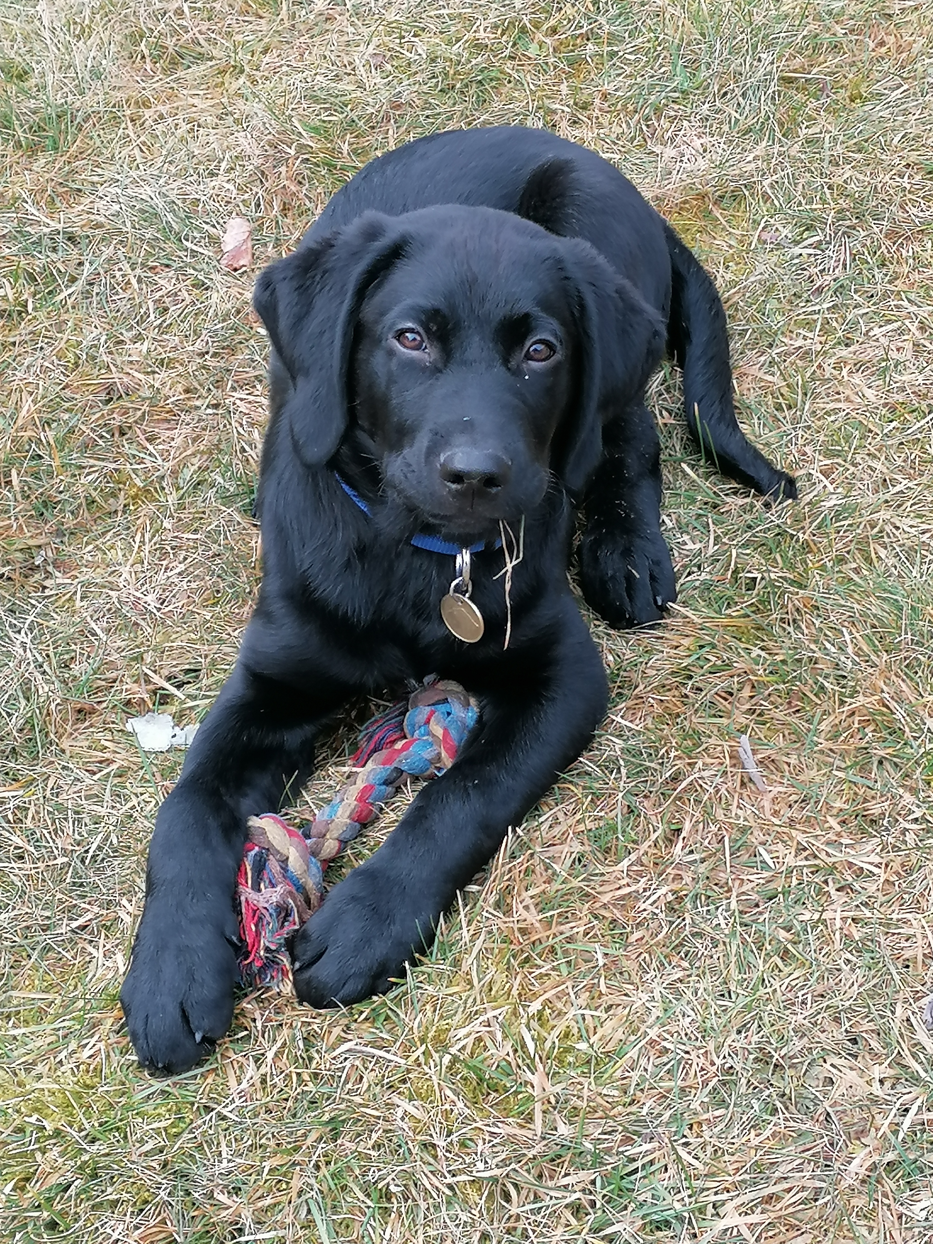 Hundehotel - PLZ 8054 (Österreich) - Chef des Hauses - Gasthof Pension Jagawirt