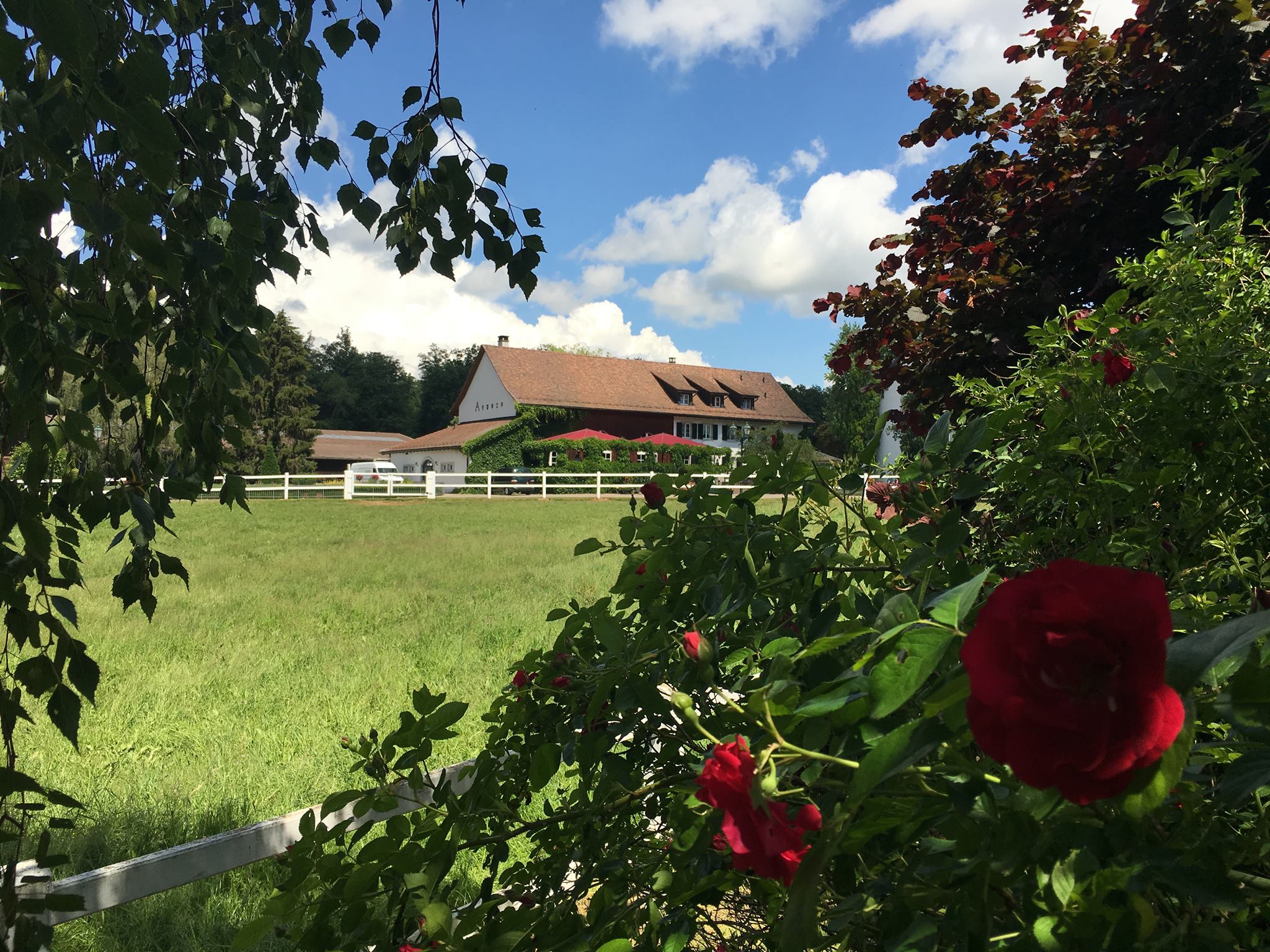 Hundehotel - Zürich-Stadt - Hofgut Albführen