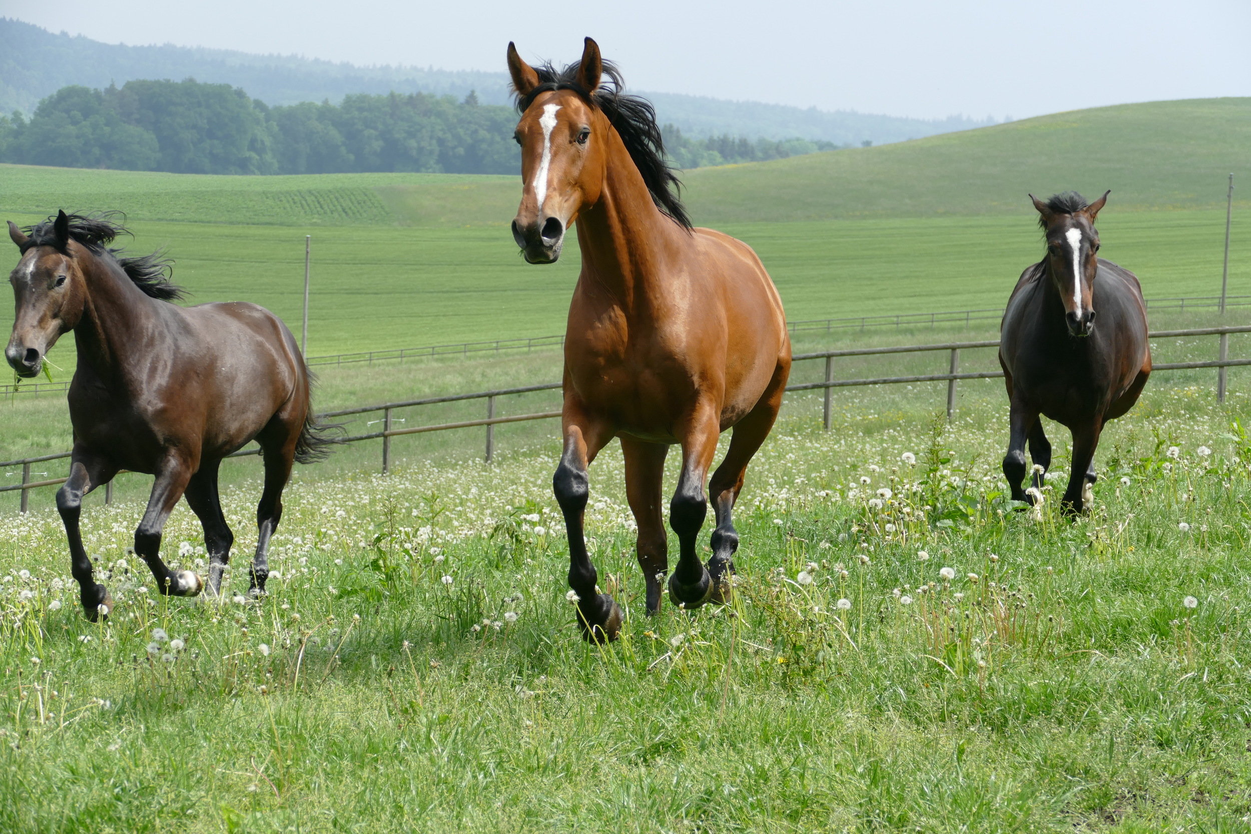Urlaub-mit-Hund: Hofgut Albführen