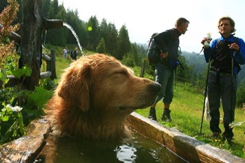 Urlaub-mit-Hund: Urlaub mit Hund am Kreischberg (Foto: Ikarus TVB Murau-Kreischberg) - Club Hotel am Kreischberg