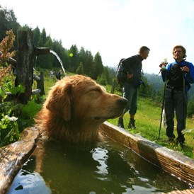 Urlaub-mit-Hund: Urlaub mit Hund am Kreischberg (Foto: Ikarus TVB Murau-Kreischberg) - Club Hotel am Kreischberg