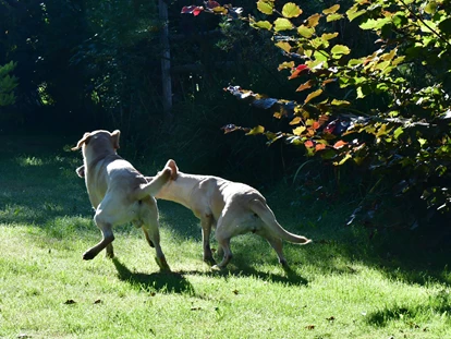 Hundehotel - Pools: Schwimmteich - 15.000qm Spielwiese - Naturforsthaus