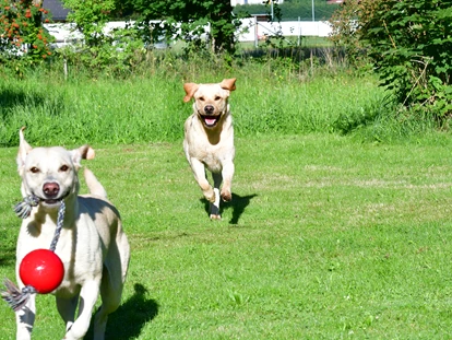 Hundehotel - Pools: Schwimmteich - Naturforsthaus