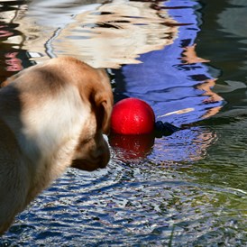 Urlaub-mit-Hund: Schwimmteich für Hund und Mensch - Naturforsthaus 