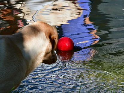 Hundehotel - Pools: Schwimmteich - Schwimmteich für Hund und Mensch - Naturforsthaus