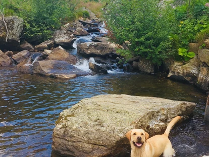 Hundehotel - Pools: Schwimmteich - Spaziergang zur Koralpe - Naturforsthaus