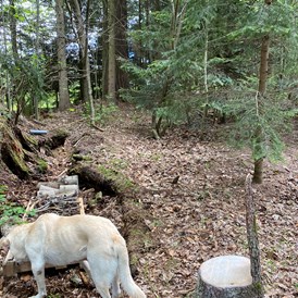 Urlaub-mit-Hund: Hundeschnüffelwald - Naturforsthaus 