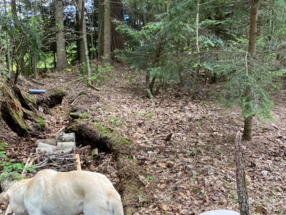 Hundehotel - Pools: Schwimmteich - Hundeschnüffelwald - Naturforsthaus