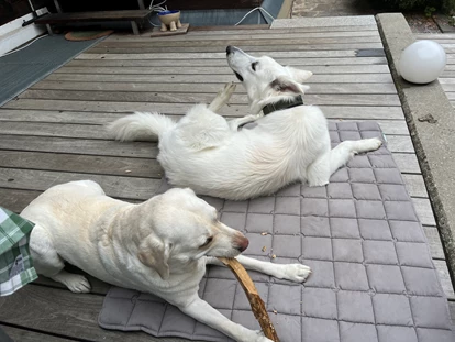Hundehotel - Pools: Schwimmteich - Naturforsthaus
