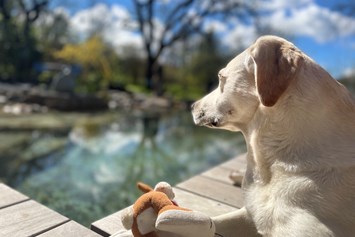Urlaub-mit-Hund: Der Hundebadeteich lädt nicht nur Labradore ein zu planschen - Naturforsthaus 