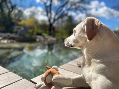 Hundehotel - Pools: Schwimmteich - Der Hundebadeteich lädt nicht nur Labradore ein zu planschen - Naturforsthaus