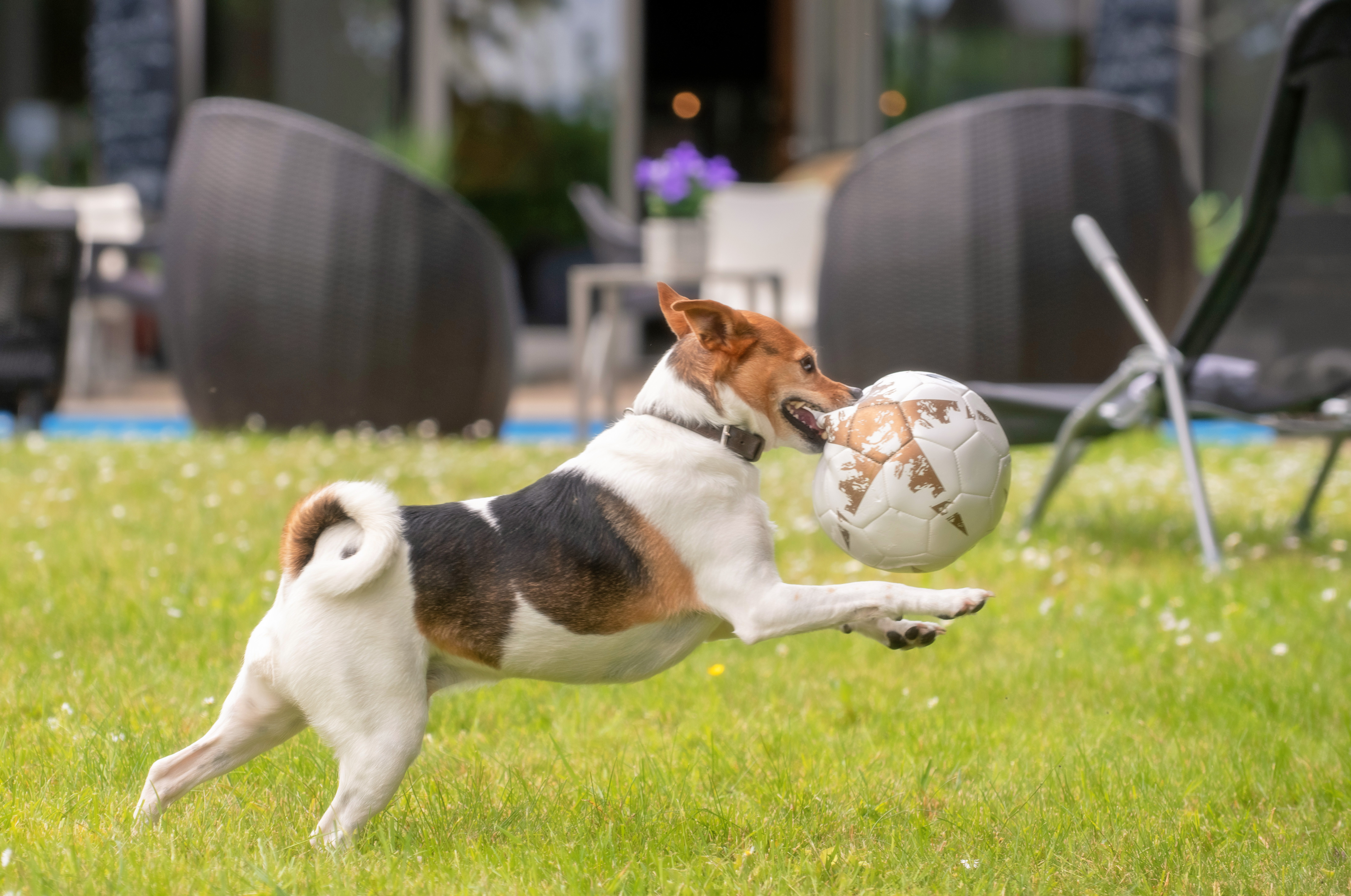 Hundehotel - Hund im Restaurant erlaubt - Baesweiler - Hotel Mercure Aachen Europaplatz