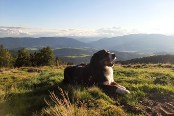 Ferienhaus mit Hund: wunderbar zum Wandern mit dem Hund  - Ferienhaus Harmonie