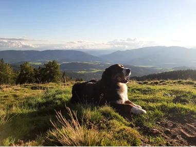 Ferienhaus mit Hund: Der Naturpark Ziebitzkogel/Grebenzen ist ein  wunderbares Erlebniss zum Wandern mit dem Hund auch und vor allem im Herbst!! Da gehören die Almen den Wanderern und das Vieh ist schon im Tal!!  - Ferienhaus Harmonie