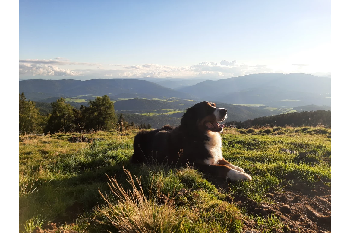 Ferienhaus mit Hund: Der Naturpark Ziebitzkogel/Grebenzen ist ein  wunderbares Erlebniss zum Wandern mit dem Hund auch und vor allem im Herbst!! Da gehören die Almen den Wanderern und das Vieh ist schon im Tal!!  - Ferienhaus Harmonie