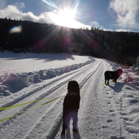 Ferienhaus mit Hund: Wunderschöne Winterwanderwege in ruhiger abgelegene  Gegend hier gibt es eine gemäßigten Tourismus!! Man begegnet nur ganz selten weitere Hunde auf den Wanderungen !! - Ferienhaus Harmonie