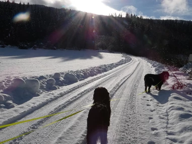 Ferienhaus mit Hund: Wunderschöne Winterwanderwege in ruhiger abgelegene  Gegend hier gibt es eine gemäßigten Tourismus!! Man begegnet nur ganz selten weiteren Hunden auf den Wanderungen !! - Ferienhaus Harmonie