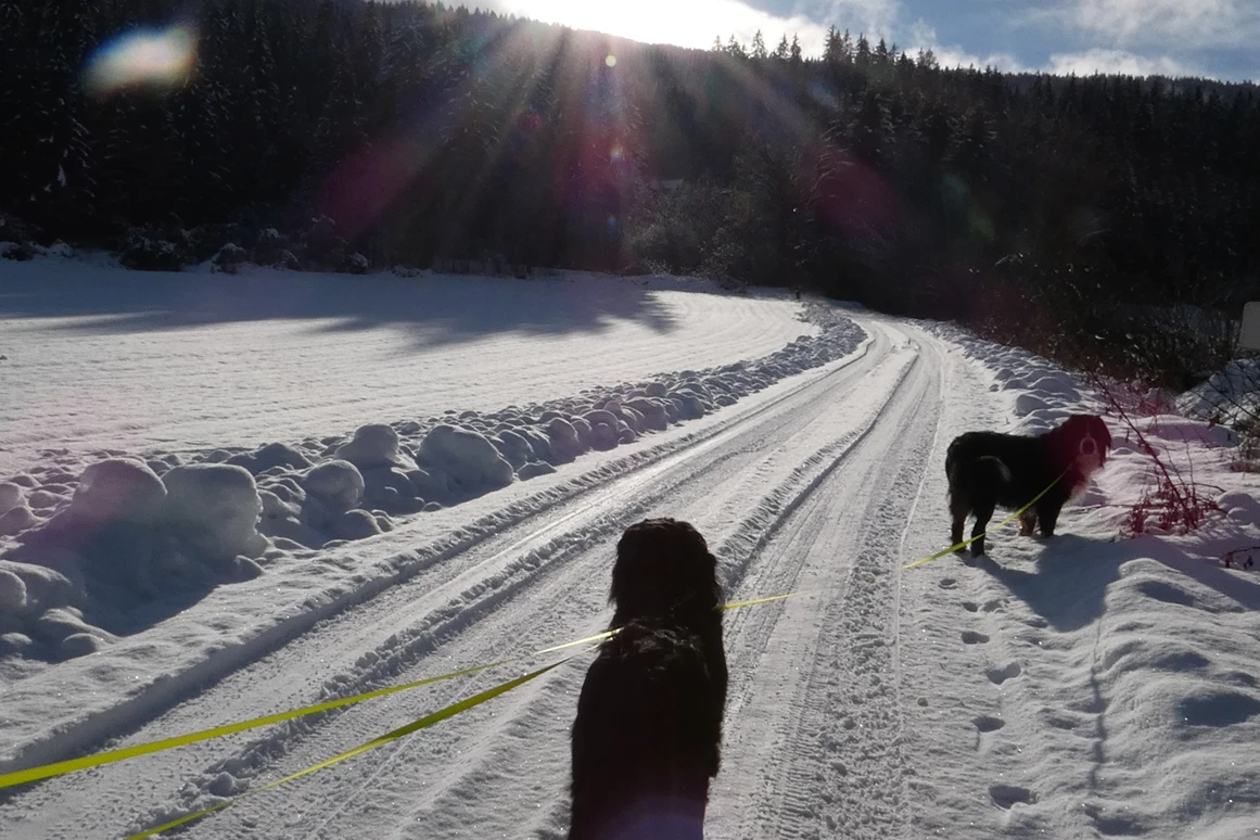 Ferienhaus mit Hund: Wunderschöne Winterwanderwege in ruhiger abgelegene  Gegend hier gibt es eine gemäßigten Tourismus!! Man begegnet nur ganz selten weiteren Hunden auf den Wanderungen !! - Ferienhaus Harmonie