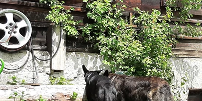 Hundehotel - Unterkunftsart: Einzelhaus - In unserem Hunde-freundlichen Garten befindet sich auch ein Hausbrunnen... er ist jederzeit zugänglich für durstige Hunde - und dient auch zur Reinigung von schmutzigen Pfoterl... Im Haus haben wir auch Hundpfotentücher...  - Ferienhaus Harmonie