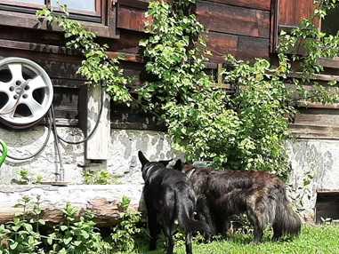 Ferienhaus mit Hund: In unserem Hunde-freundlichen Garten befindet sich auch ein Hausbrunnen... er ist jederzeit zugänglich für durstige Hunde - und dient auch zur Reinigung von schmutzigen Pfoterl... Im Haus haben wir auch Hundpfotentücher...  - Ferienhaus Harmonie
