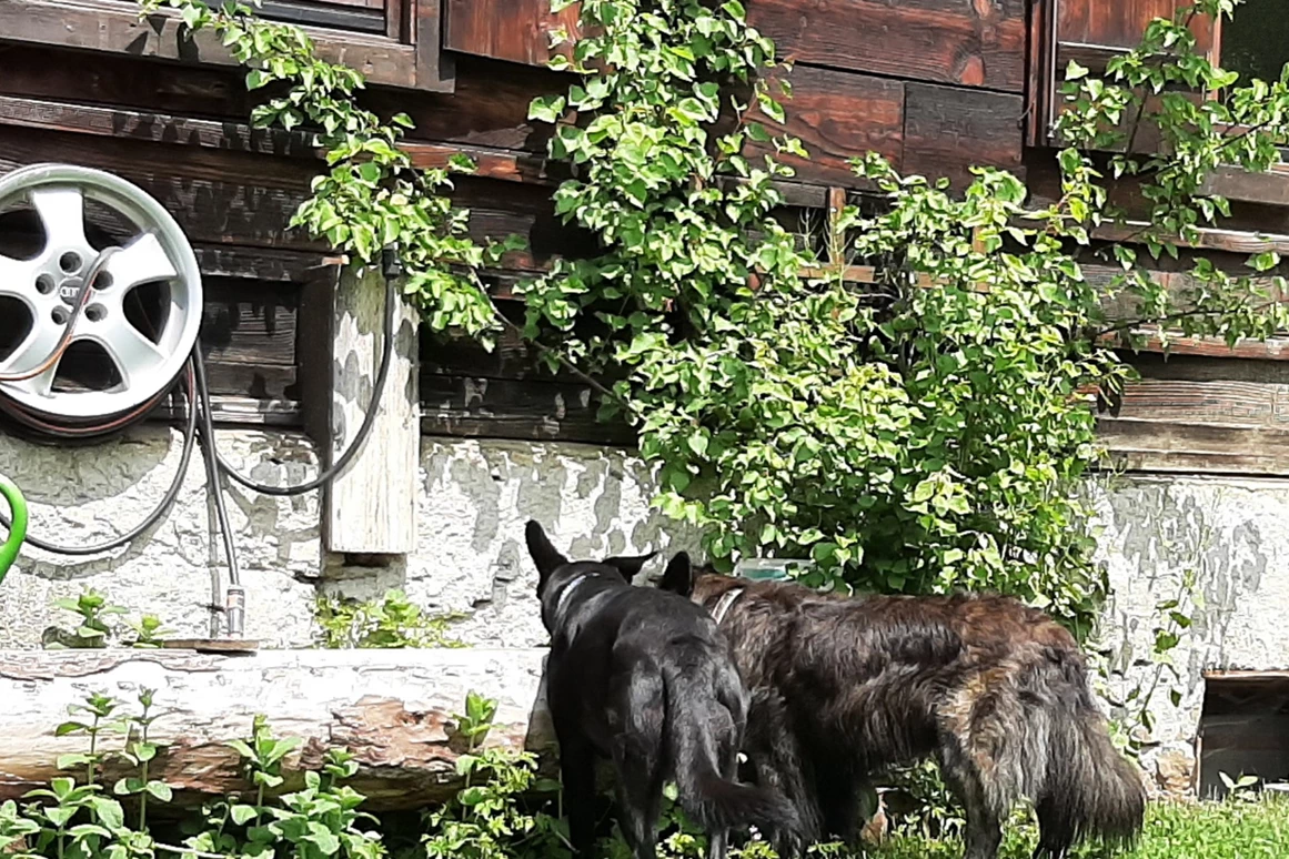 Ferienhaus mit Hund: In unserem Hunde-freundlichen Garten befindet sich auch ein Hausbrunnen... er ist jederzeit zugänglich für durstige Hunde - und dient auch zur Reinigung von schmutzigen Pfoterl... Im Haus haben wir auch Hundpfotentücher...  - Ferienhaus Harmonie