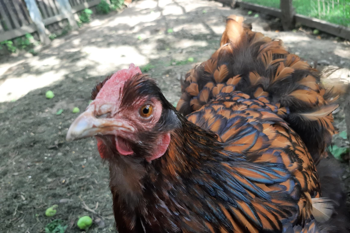 Ferienhaus mit Hund: Unsere fleißigen und glücklichen Hühner, sorgen für die frischen BIO Frühstückseier!! Einige stehen immer gratis für unsere Gäste zur Verfügung!! - Ferienhaus Harmonie