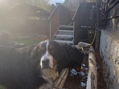 Ferienhaus mit Hund: Die Ferienhaus Hunde haben einen neuen eigenen Trinkbrunnen nun direkt beim Eingang im Garten! - Ferienhaus Harmonie