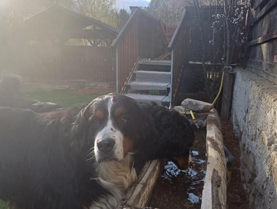 Ferienhaus mit Hund: Die Ferienhaus Hunde haben einen neuen eigenen Trinkbrunnen nun direkt beim Eingang im Garten! - Ferienhaus Harmonie