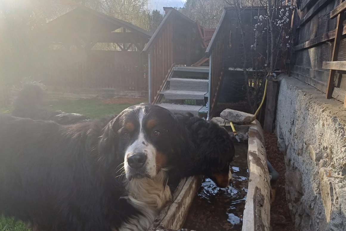 Ferienhaus mit Hund: Die Ferienhaus Hunde haben einen neuen eigenen Trinkbrunnen nun direkt beim Eingang im Garten! - Ferienhaus Harmonie