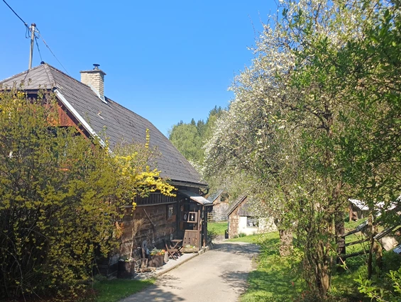 Ferienhaus mit Hund: Frühling im Ferienhaus Harmonie... eine ganz besondere Zeit des Erwachens...  - Ferienhaus Harmonie