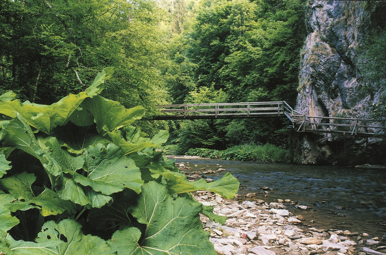Garten-Hotel Ochensberger Ausflüge mit Hund Wanderparadies Raabklamm