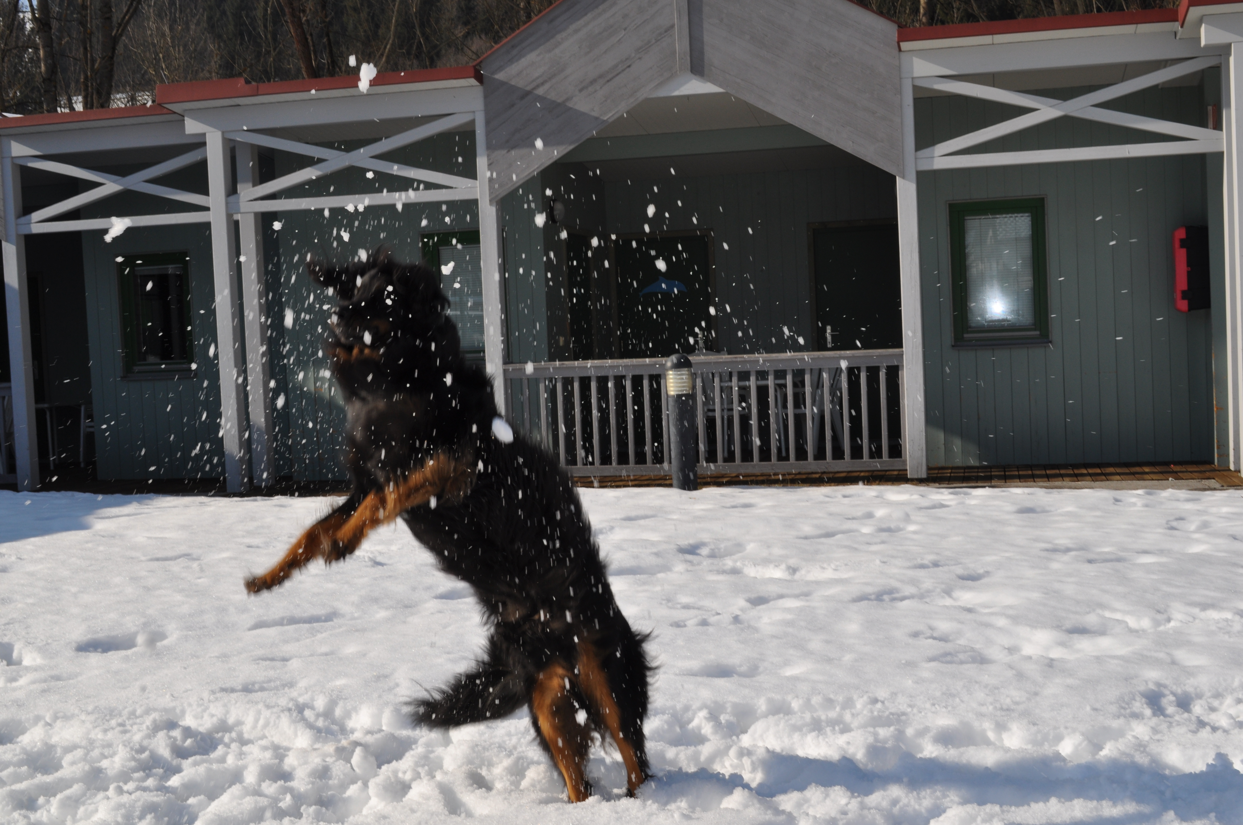 Hundehotel - Verpflegung: Frühstück - Winterspaß für Ihren Hund - Gästedorf Waldheimat
