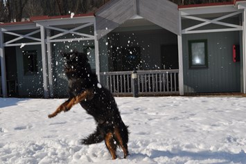 Urlaub-mit-Hund: Winterspaß für Ihren Hund - Gästedorf Waldheimat