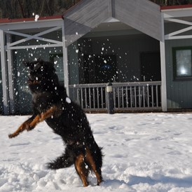 Urlaub-mit-Hund: Winterspaß für Ihren Hund - Gästedorf Waldheimat
