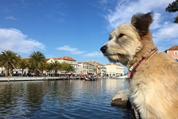 Ferienhaus mit Hund: Auch ein Ausflug in das nahe gelegene "Venedig Portugals" lohnt sich auf jeden Fall! - Slide Surfcamp