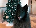 Urlaub-mit-Hund: Black unser Maskottchen - Hotel Saligari