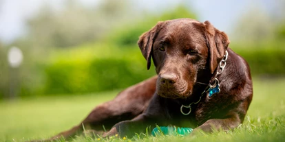 Hundehotel - Sirmione - Hotel Residence Alesi