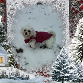 Urlaub-mit-Hund: Unser Liebling Mirica - Hotel Eulenhof ⭐️⭐️⭐️ , das Hotel für Mensch und Tier.. Liebevoll gestaltet und ausgestattet